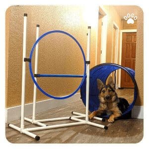 How to keep your dog motivated to train