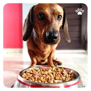 How many calories should my dog get per day
