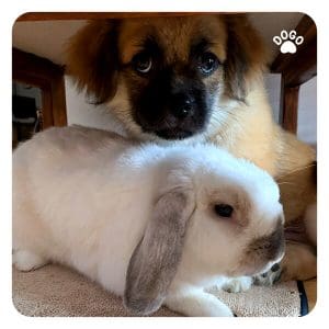 How To Introduce A Rabbit To Your Dog