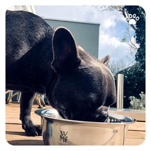 Home Cooked Food Recipes for Your Puppy