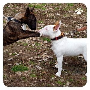 Dog Aggressive Towards Other Animals 