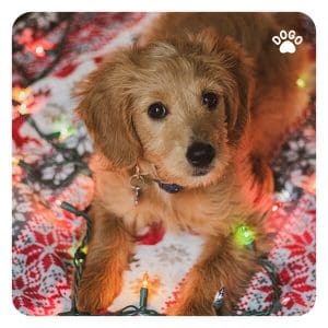 Christmas Gift Ideas For Your Dog