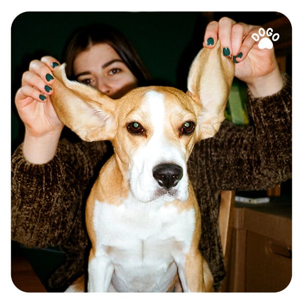 Why Do Dogs Shake Their Ears or Head? Dogo App
