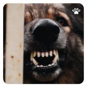 Pies Pokazuje Zęby