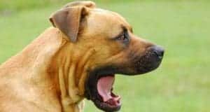 what does it mean when dogs yawn?