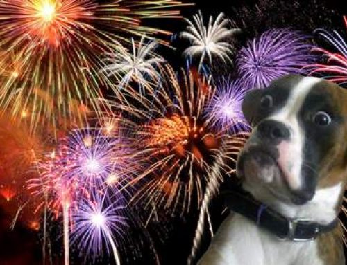 Why are dogs afraid of fireworks?