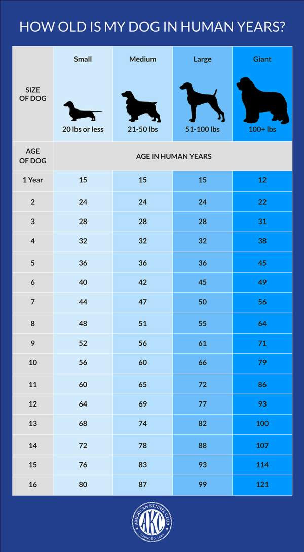 How long do mutts usually live