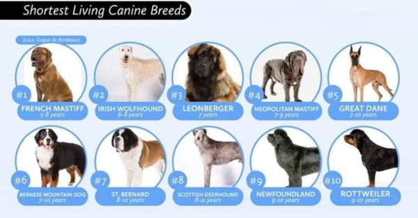 How long do mixed breed large dogs live