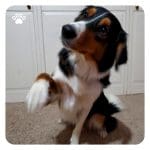 Why dog lifts their paw