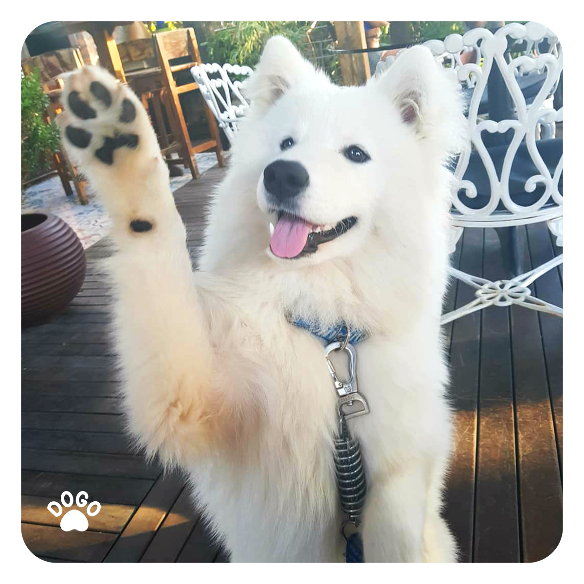 what does it mean when a dog sits with one paw up