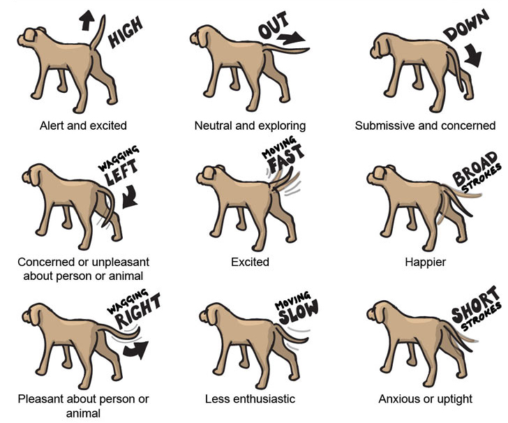 How to Tell if a Dog is Being Aggressive 