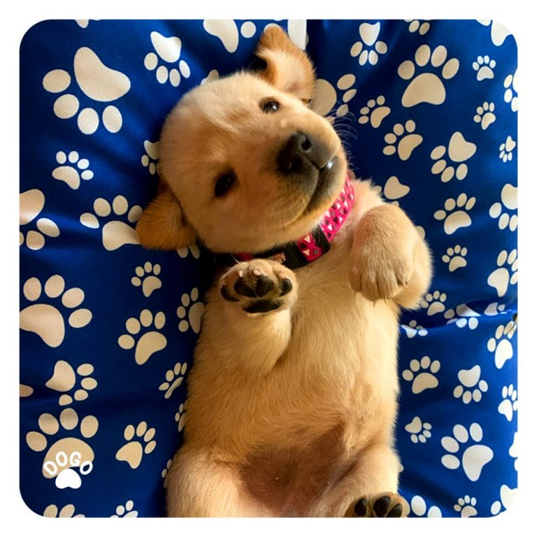 5 important things to teach your puppy