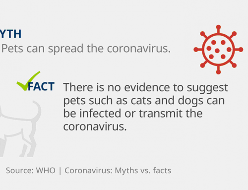 Comment prendre soin de votre chien pendant l’épidémie de coronavirus ?
