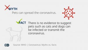 Comment prendre soin de votre chien pendant l'épidémie de coronavirus ?