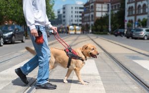 Service dog training