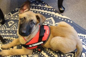 Service dog training