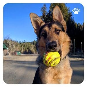 Teach your dog to fetch