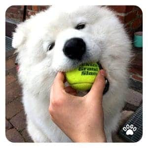 噛むのをやめるように犬に教えるにはどうしたらいい Dogo App