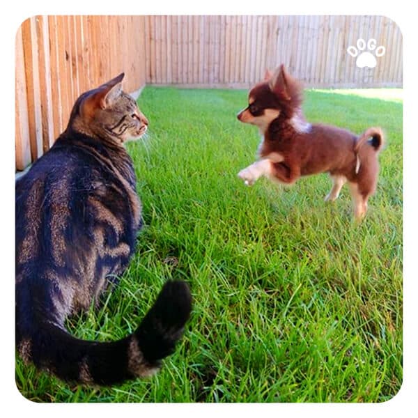 SelfConfidence Selfesteem in Dogs Dogo App