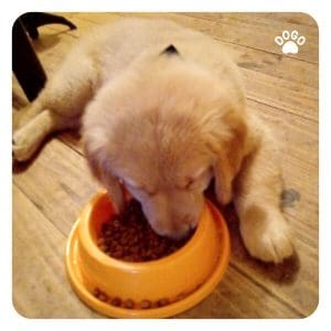 How much should I feed my dog and how often