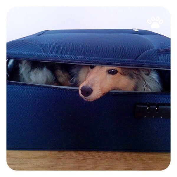 SelfConfidence Selfesteem in Dogs Dogo App