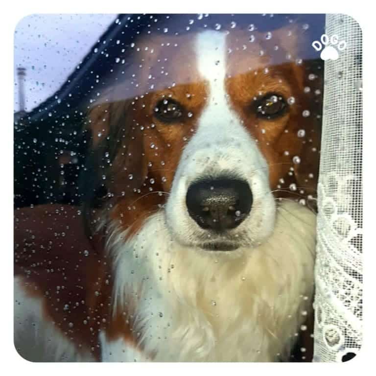 Back to Work? Prevent Your Dog from Separation Anxiety Prevent your dog from separation anxiety