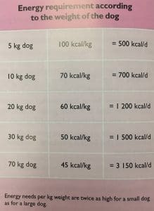 How much should I feed my dog and how often