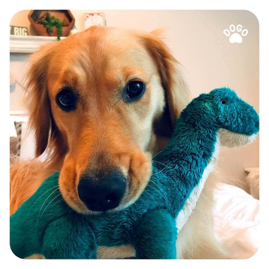 My Dog Jumps on Me. What Should I Do? Dogo App