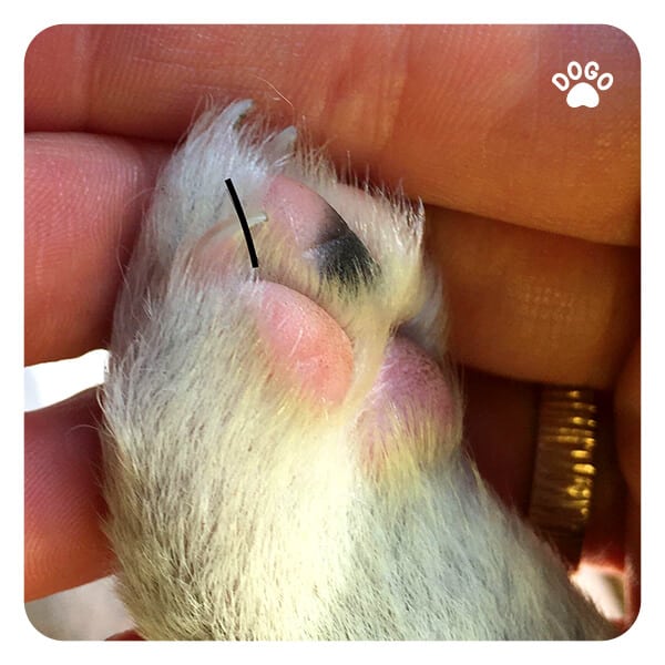 How to Clip Dog's Nails Do it yourself at home Dogo App