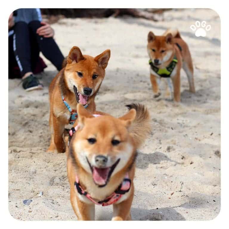 Facts about Dogs' Grooming and Health Facts to know about dogs’ grooming and health