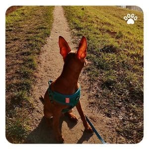 6 commands to prevent your dog from getting lost