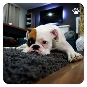 Anxiety In Dogs Due To Pandemic
