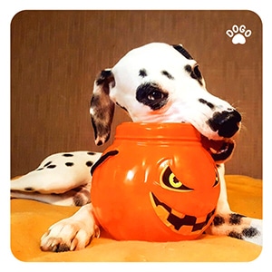Halloween Dog Food Safety Guide