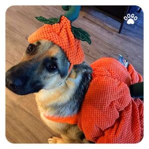 Halloween Dog Food Safety Guide