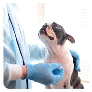 Spaying or Neutering Your Dog? Here's What To Expect