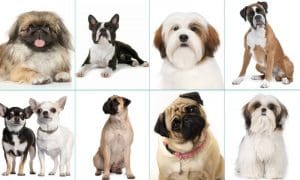 brachycephalic dog breeds and health issues