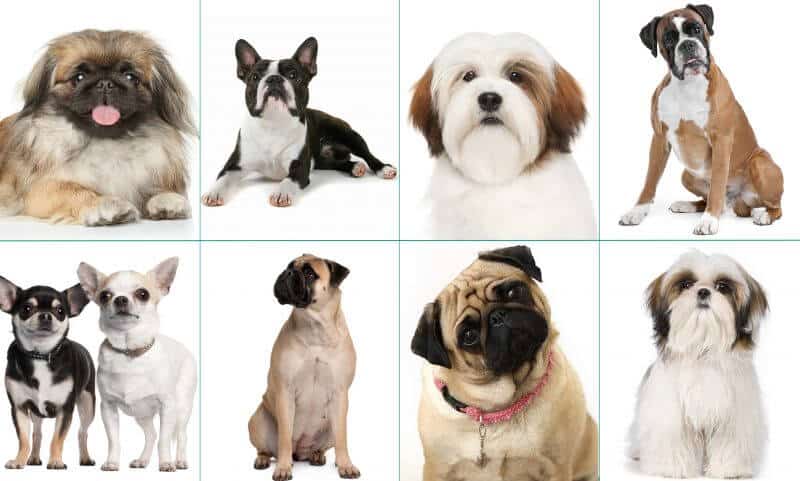 How many dog breeds are there in the world?