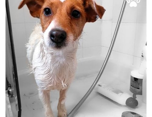 When Can I Start Bathing My Dog?