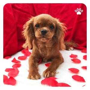 Valentine's Day Gift Guide For Your Pet