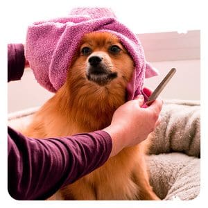 Prepare an Anxious Dog for Grooming
