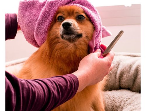 How much do you tip a dog groomer?