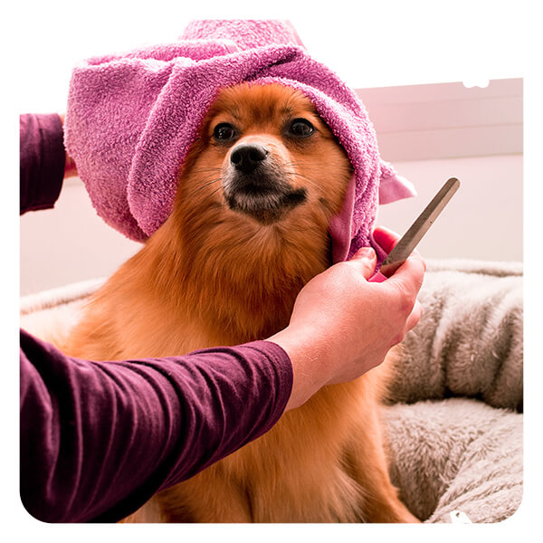 Prepare an Anxious Dog for Grooming