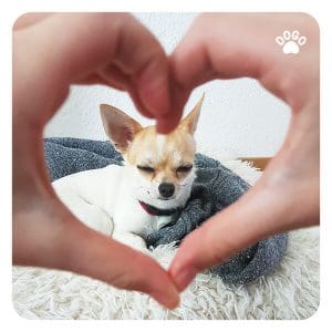 Valentine's Day Gift Guide For Your Pet