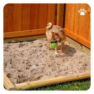 Sandbox for dogs