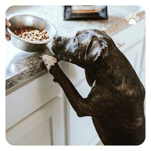 Dog Stealing Food