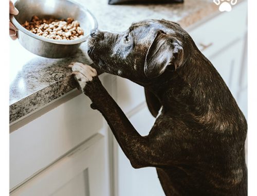 Pies Kradnie Jedzenie? Naucz Go Kontroli Impulsów