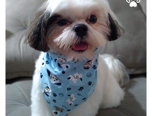How much does a shih tzu cost?