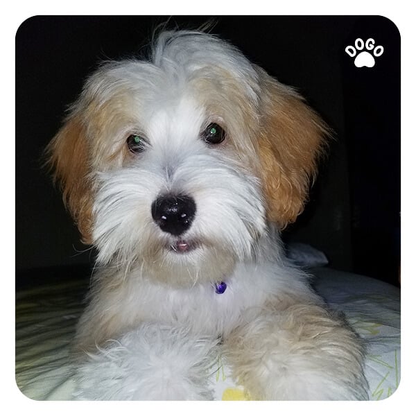 15 Dog Breeds for a Small House Dogo App