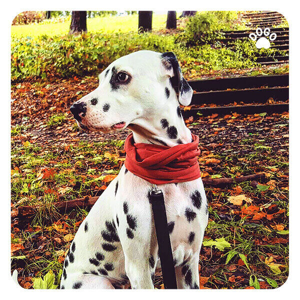 10 Best Dog Breeds for Outdoor Enthusiasts Dogo App