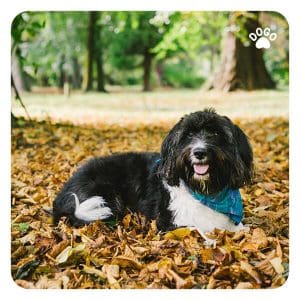 Dog Breeds for Outdoor